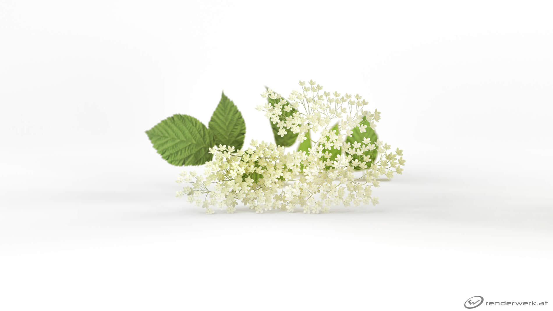 Renderwerk_Visualisierung_Produkt_UWE_Sirup_Holunderbluete